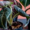 Alocasia Black Velvet - Image 3
