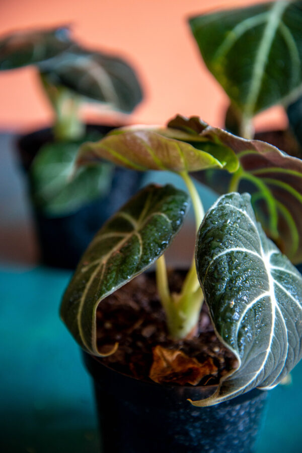 Alocasia Black Velvet