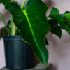 Philodendron Burle Marx - Image 3