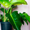 Philodendron Burle Marx - Image 2
