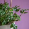 Rhaphidophora - Image 2