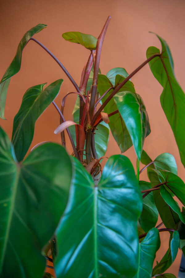 Philodendron Red Emerald
