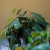 Philodendron Micans - Image 2