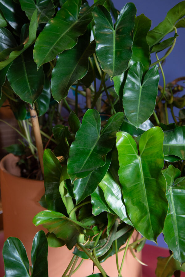 Philodendron Burle Marx