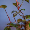 Philodendron Pink Princess - Image 2