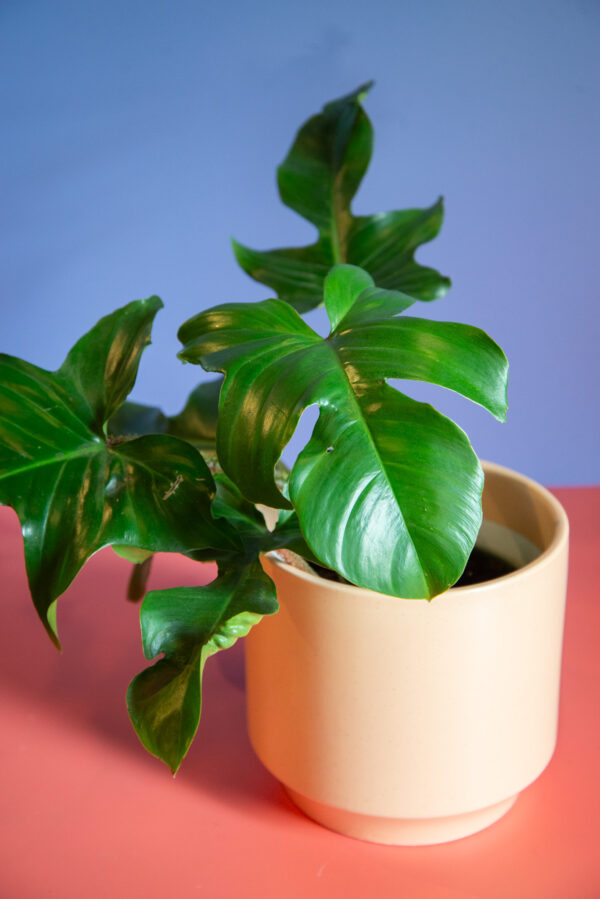 Philodendron Squamiferum