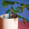Philodendron Squamiferum - Image 2