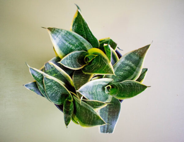 Sansevieria Hahnii