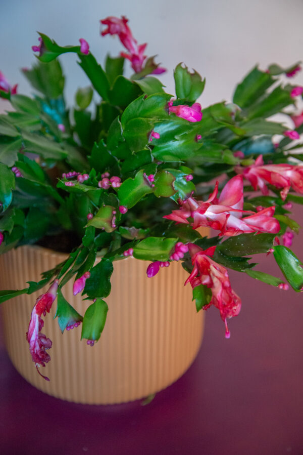 Christmas Cactus