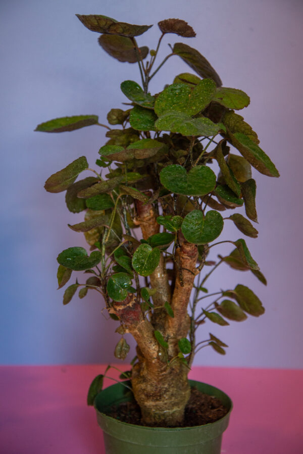 Aralia Fabian