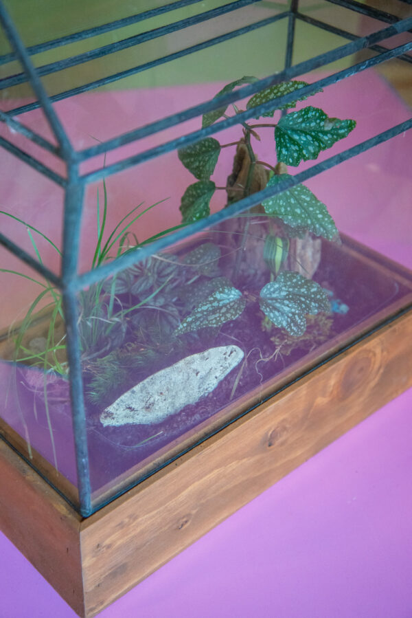 Taylor Terrarium