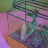 Taylor Terrarium - Image 2