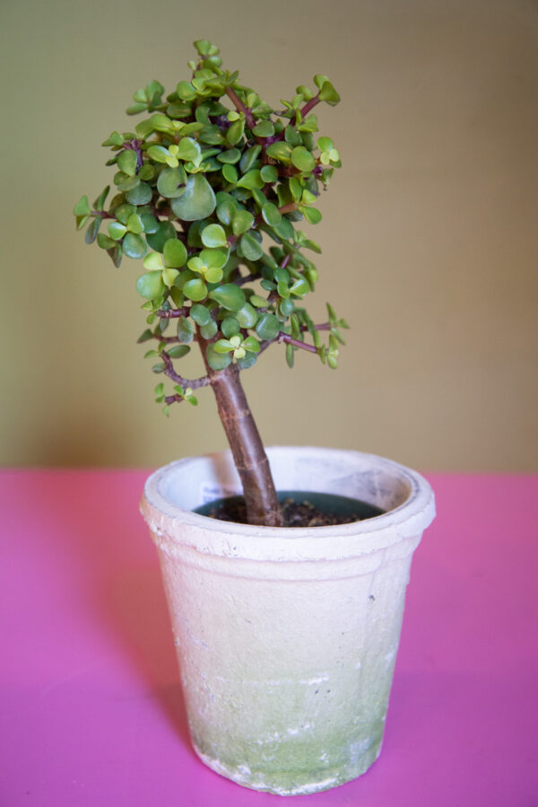 Portulacaria Dwarf Jade