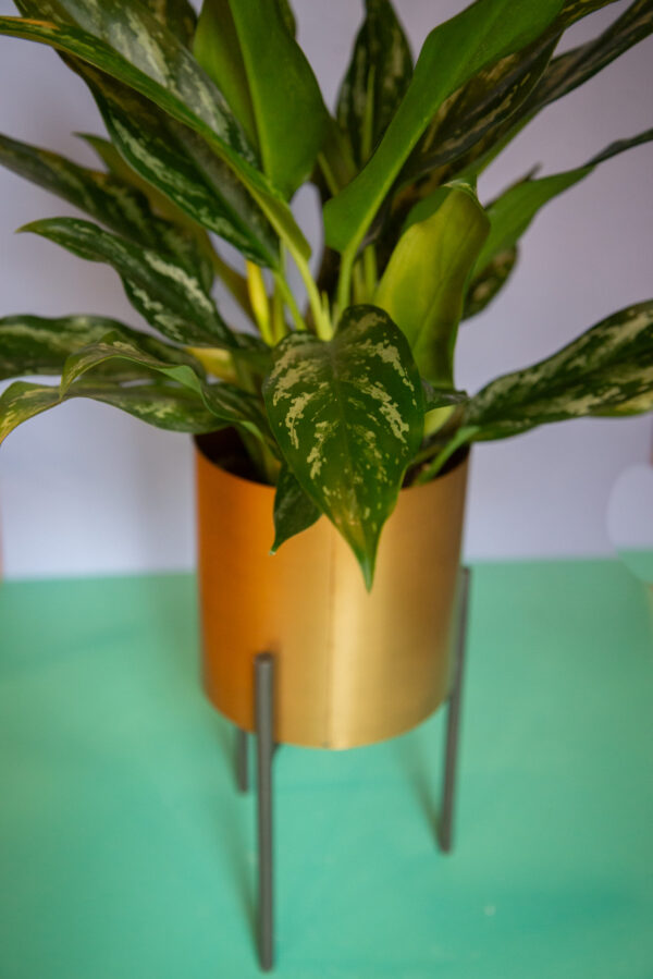 Aglaonema Shades