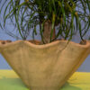 Ponytail Palm - Image 3