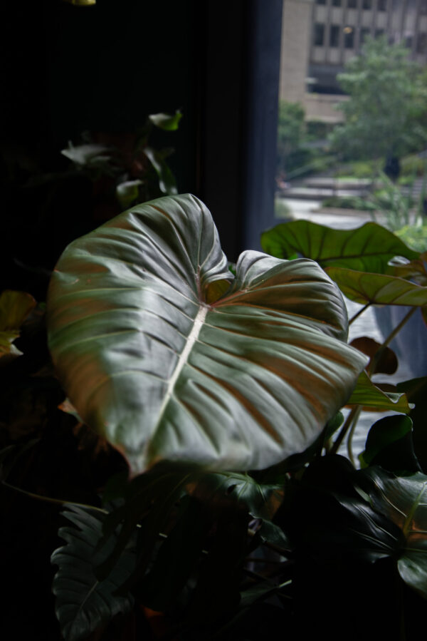 Philodendron Summer Glory