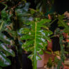 Philodendron Narrow Escape - Image 2