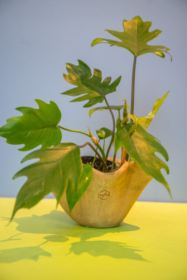 Wakefield Planters