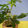Philodendron Florida Beauty - Image 2