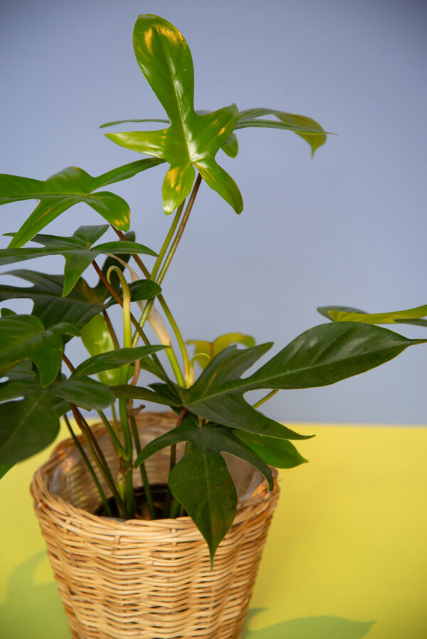 Philodendron Joepii