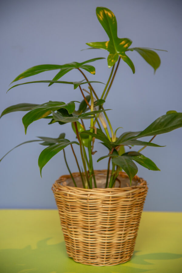 Philodendron Florida Beauty