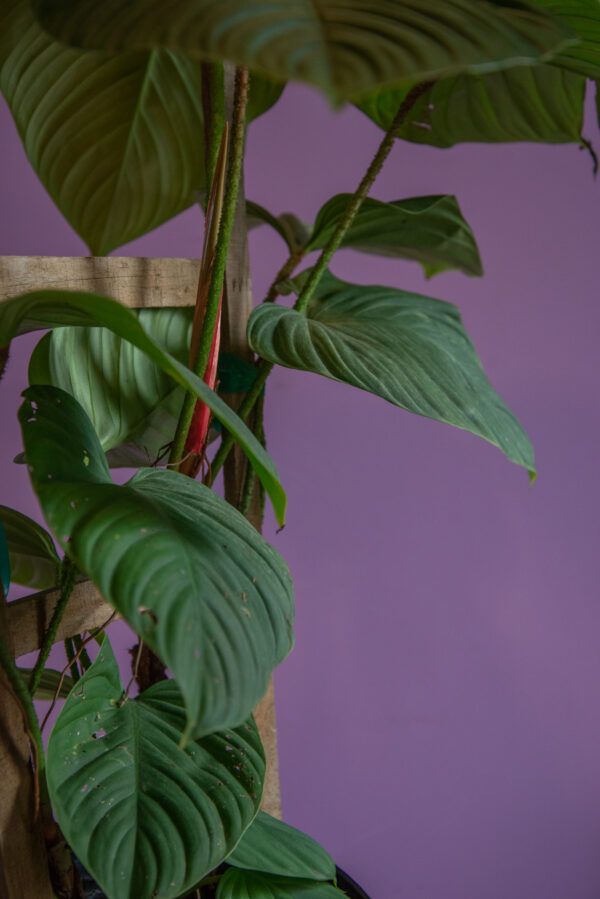 Philodendron McDowel