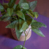 Pothos Cebu Blue - Image 2
