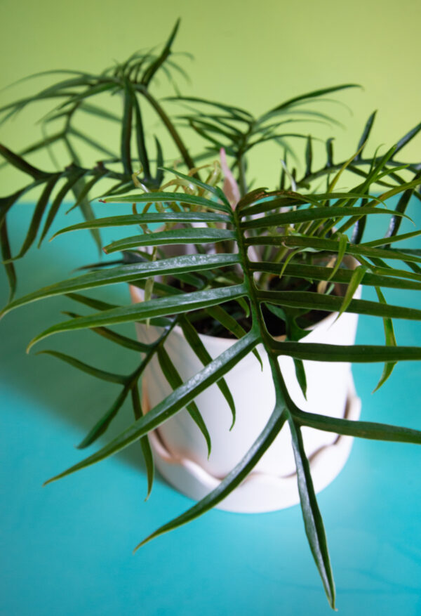 Philodendron Tortum