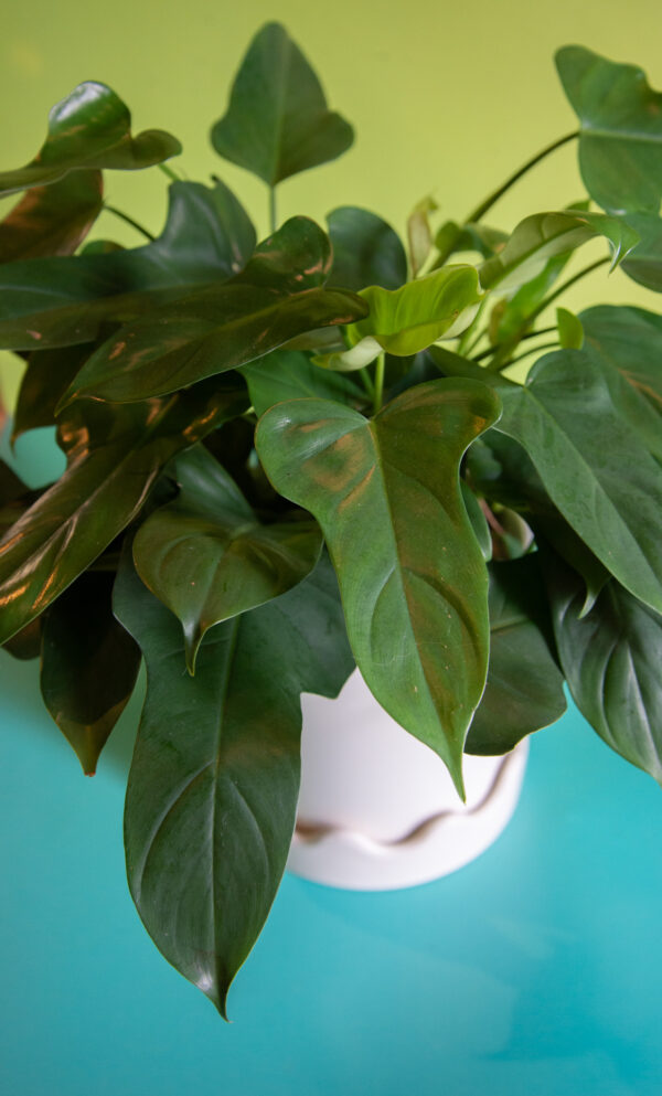 Philodendron Panda
