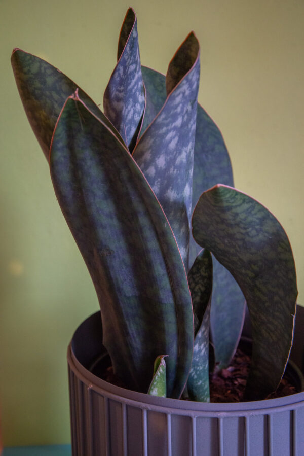 Sansevieria Whale Fin