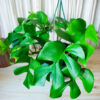 Rhaphidophora - Image 3