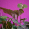 Philodendron Gloriosum - Image 2