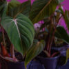 Philodendron Gloriosum - Image 3