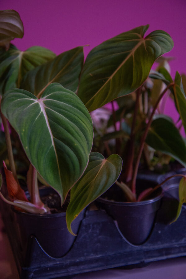 Philodendron Gloriosum
