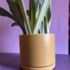 Sansevieria Wintergreen - Image 2