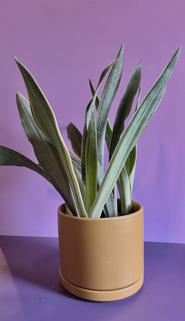 Sansevieria Wintergreen