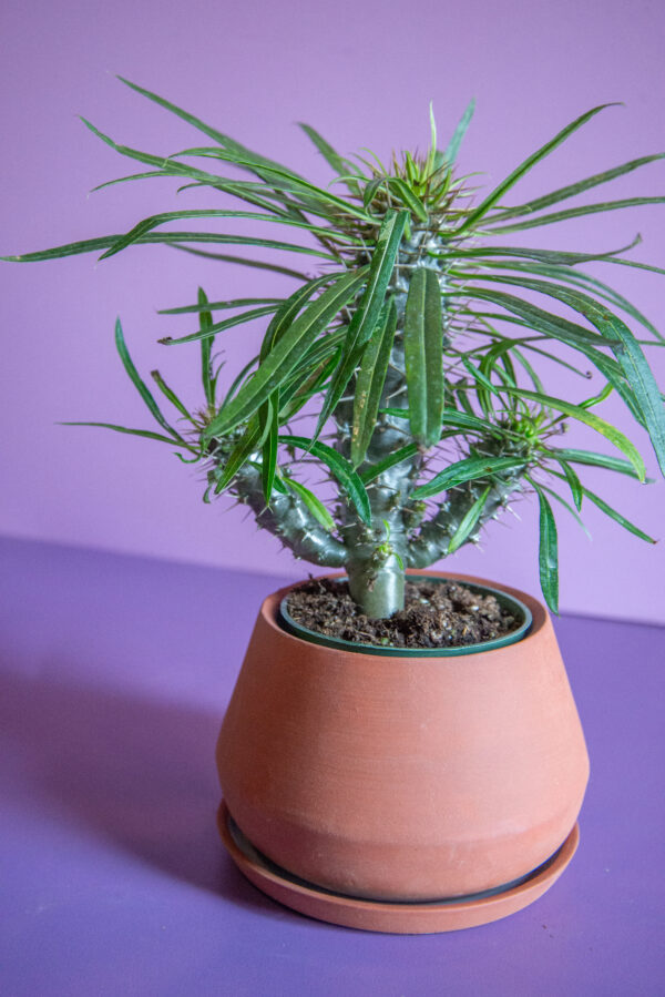 Pachypodium