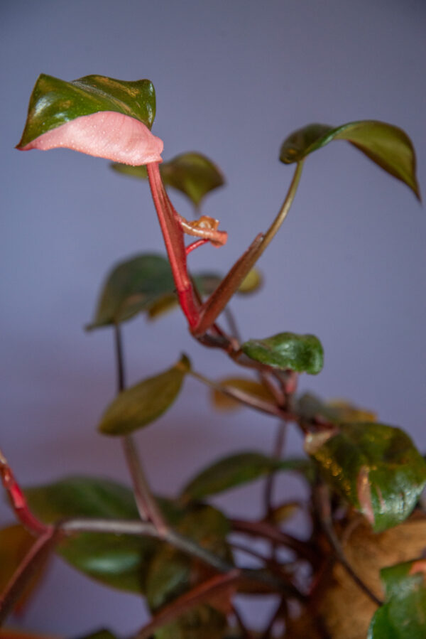 Philodendron Pink Princess