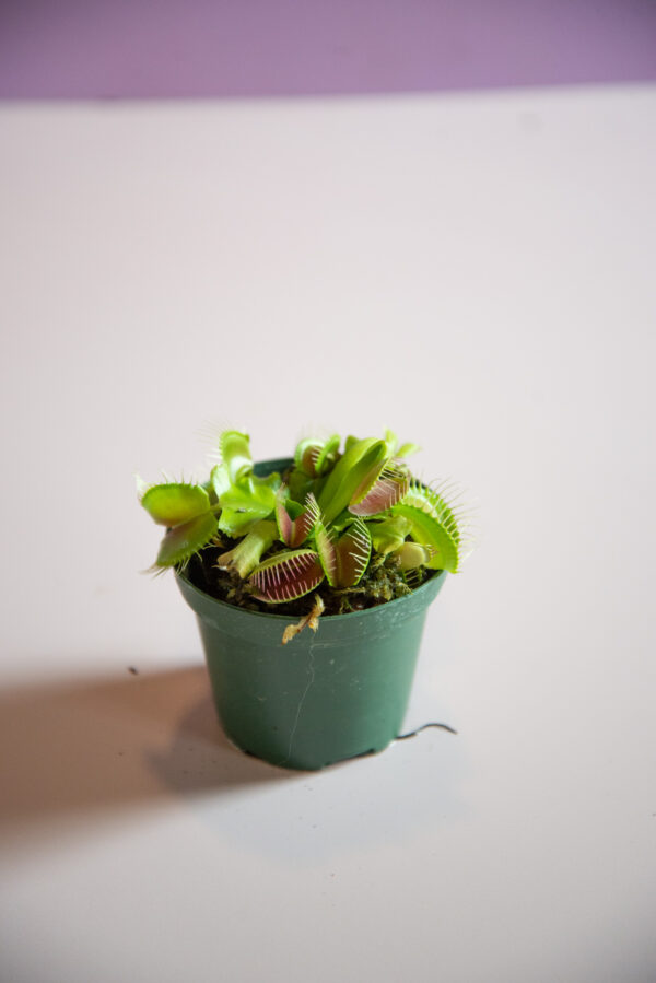 Carnivorous