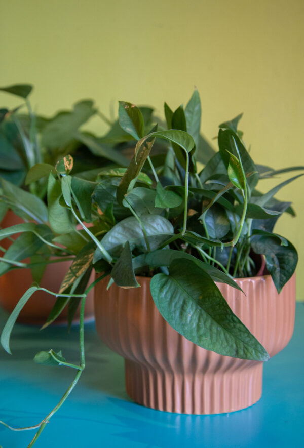 Pothos Cebu Blue