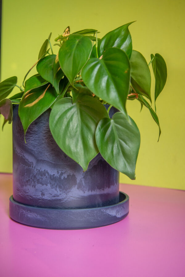 Philodendron Cordatum